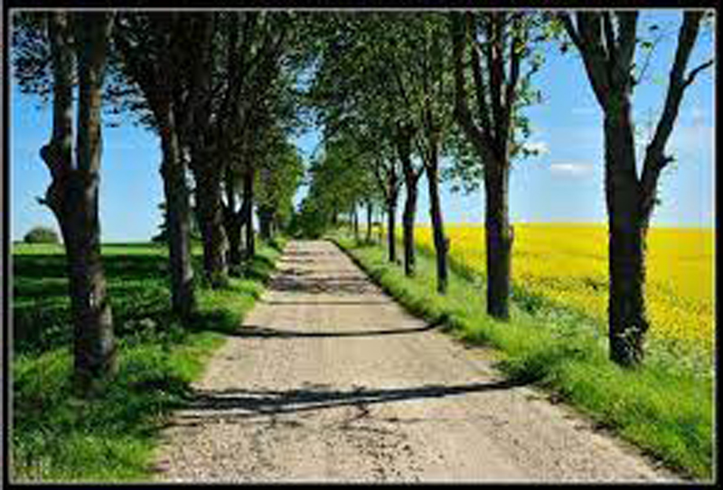 poza pt Sorbind seva